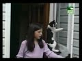 videos divertidos de animal planet : especial de gatos