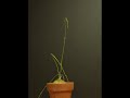 Time Lapse Climbing Onion ( Bowiea Volubilis ) II Time Lapse Climbing Onion ( Bowiea Volubilis ) II