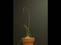 Time Lapse Climbing Onion ( Bowiea Volubilis ) II