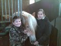 der beste Haflinger der Welt