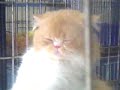 Drunken Cat Drunken Cat