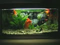 Lazy goldfish Lazy goldfish