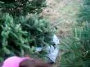 Tree falls on Katie