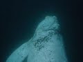 Buceo con ballena franca austral Buceo con ballena franca austral