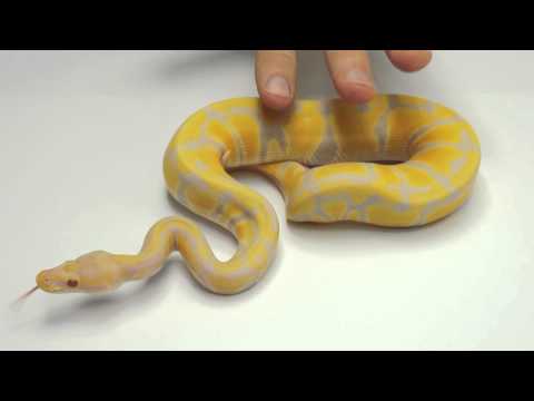 YouTube reptile video