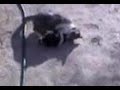 CHI L'HA DETTO CANI & GATTI NON SI PUò? CHI L'HA DETTO CANI & GATTI NON SI PUò?