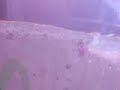 SilvaBoom en la pared