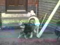 American akita the love story so far