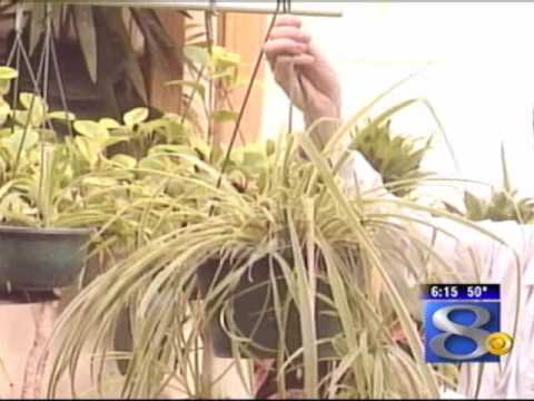 how to replant spider plants