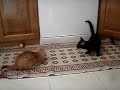 Gil e Tomé: dois gatos cegos Manele-Gratis.net