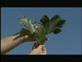 Click here to watch this video EAB can find an ash tree. Can You?
