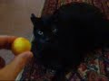 The Difference Between Dogs And Cats Pt. 3