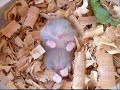 tous-mignons.html