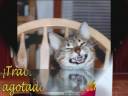 video gracioso.wmv video gracioso.wmv