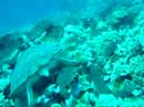 Huge Bunaken Green Turtle Huge Bunaken Green Turtle