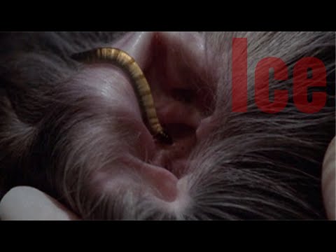X Files Season 1 Episode 8 Ice Spoiler Discussion Review