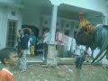 Ayam ketawa panjang 8 menit 45 detik (ASLI BUKAN REKAYASA) (085641340411)