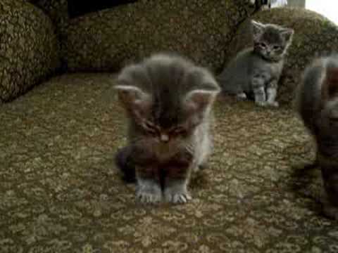 Little Kitten So Tired. Cutest vid ever!!!