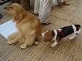 Basset Hound video