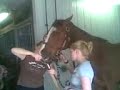 Horse Mouth Horse Mouth