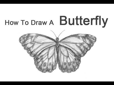 how to draw draw a butterfly