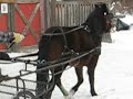 2009 décembre Mimosa attelage-trot.avi