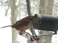 Visitors at Window Suet Feeder