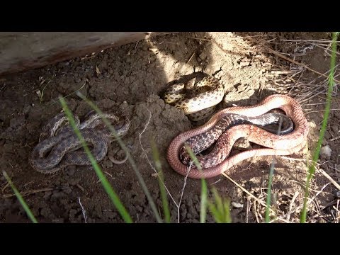 YouTube reptile video