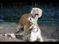 A Tiger Temple Tail