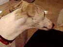 Whippet Chinese New Year