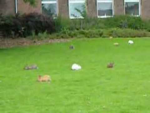 Kaninchen am Andreas Vesalius ...
