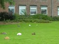 Kaninchen am Andreas Vesalius Gymnasium  in Wesel