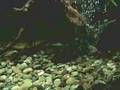 MONSTER CATFISH