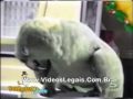 papagaio