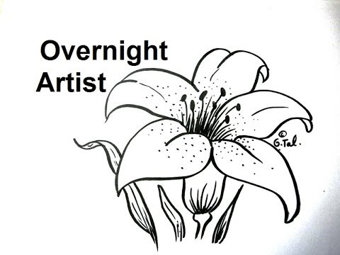 How To Draw Flowers – Draw A Lily Flower Easy Step By Step