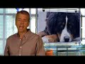 Dog Health - Treating Arthritis in Dogs Dog Health - Treating Arthritis in Dogs