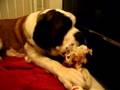 Bailey-and-his-new-r