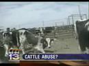 Livestock auction accused of mistreating animals (Note: Video may be unsettling) Livestock auction accused of mistreating animals (Note: Video may be unsettling)