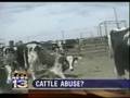 Livestock auction accused of mistreating animals (Note: Video may be unsettling)