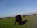 New Forest Bike Ride. Cow New Forest Bike Ride. Cow