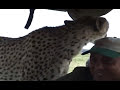 Cheetah in the Car