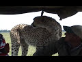 Cheetah in the Car