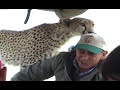 Cheetah in the Car