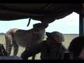 Cheetah in the Car