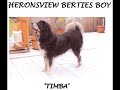 TIBETAN MASTIFF CLUB GB YEARBOOK -01-03