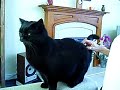Sumo Cat sticking his tongue out