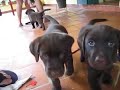 Filhotinhos de Labrador Filhotinhos de Labrador