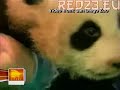 Baby panda hates injections Baby panda hates injections