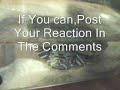 Snappy The Emotion Turtle