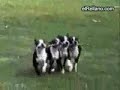 PERROS PERROS